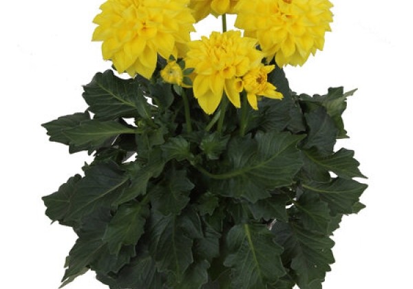 Dahlia pinnata Labella Medio Yellow