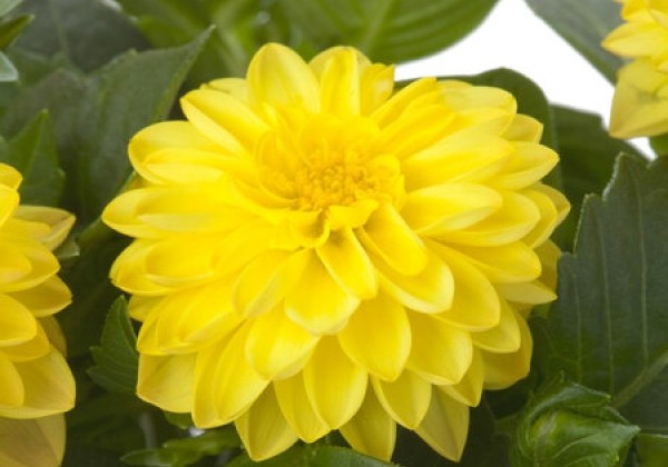 Dahlia pinnata Labella Piccolo Yellow