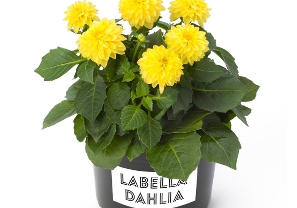 Dahlia pinnata Labella Piccolo Yellow