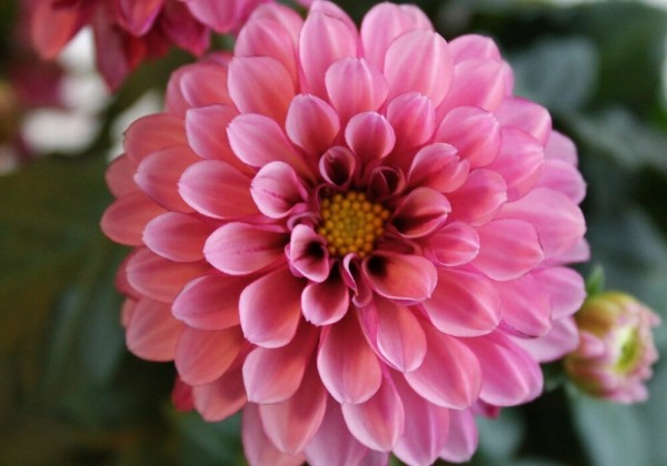 Dahlia pinnata Labella Piccolo Rose