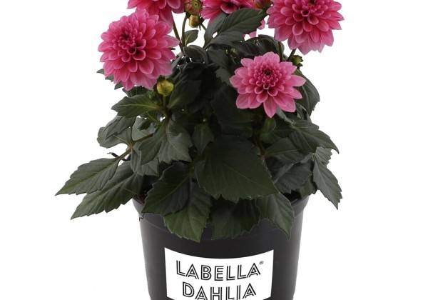 Dahlia pinnata Labella Piccolo Rose