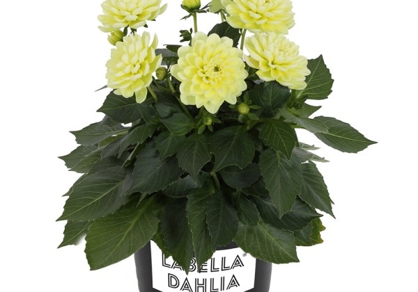 Dahlia pinnata Labella Piccolo Lemon