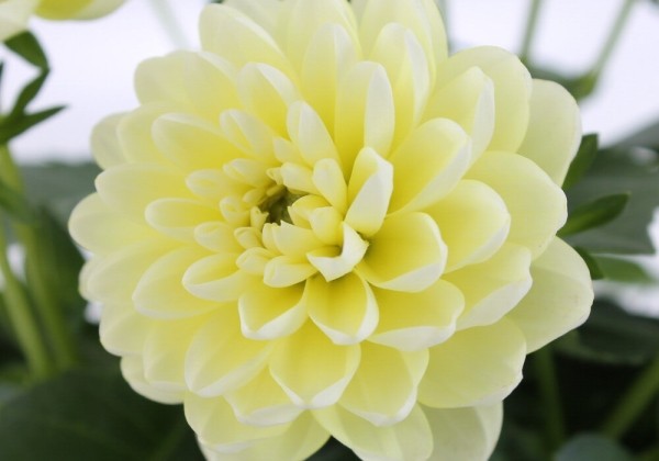 Dahlia pinnata Labella Piccolo Lemon