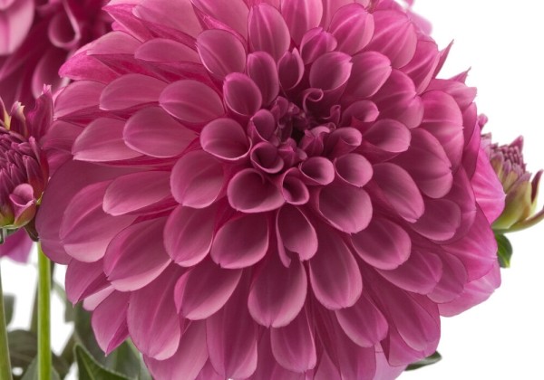 Dahlia pinnata Labella Grande Dark Pink