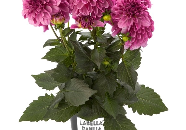 Dahlia pinnata Labella Grande Dark Pink