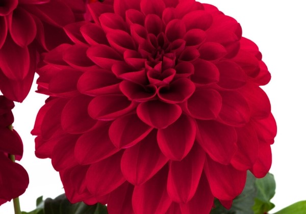 Dahlia pinnata Labella Grande Red