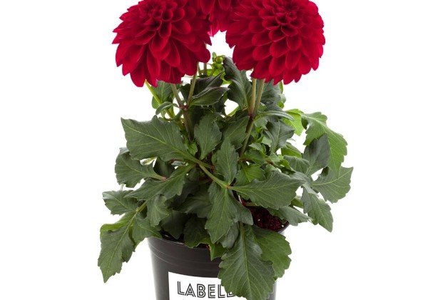Dahlia pinnata Labella Grande Red