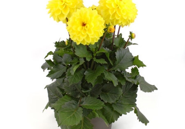 Dahlia pinnata Labella Grande Yellow Impr.