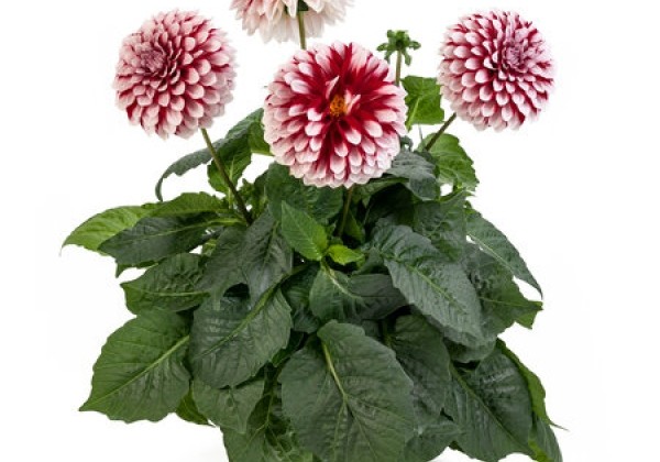 Dahlia pinnata Labella Grande Fun Red White