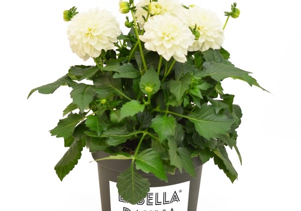 Dahlia hortensis Labella Maggiore White