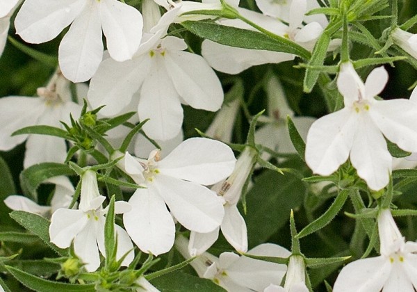 Lobelia erinus  Hot Snow White