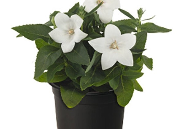 Lobelia erinus  Star White