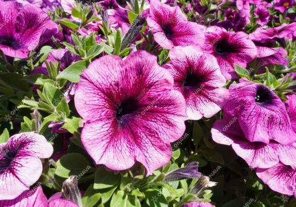 Petunia atkinsiana Tea Magenta Vein