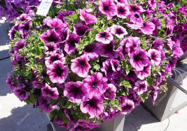 Petunia atkinsiana Tea Magenta Vein