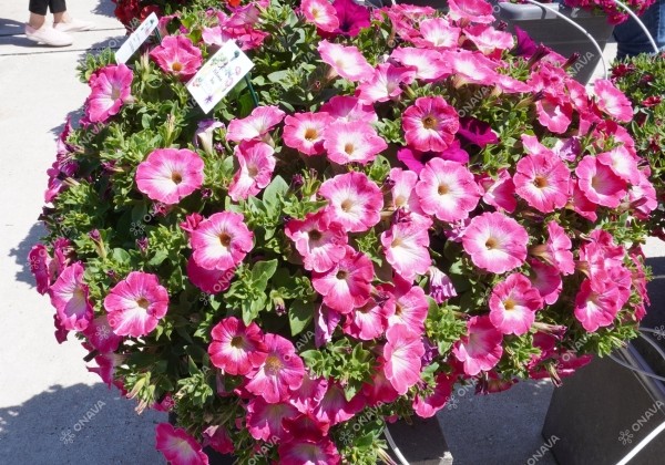 Petunia atkinsiana Tea Rose Morn