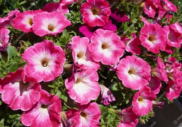 Petunia atkinsiana Tea Rose Morn