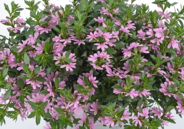 Scaevola aemula  Blessing Pink