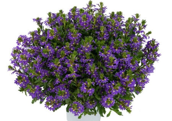Scaevola aemula  Purple Haze