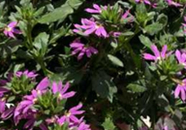 Scaevola aemula  Touch Deep Pink