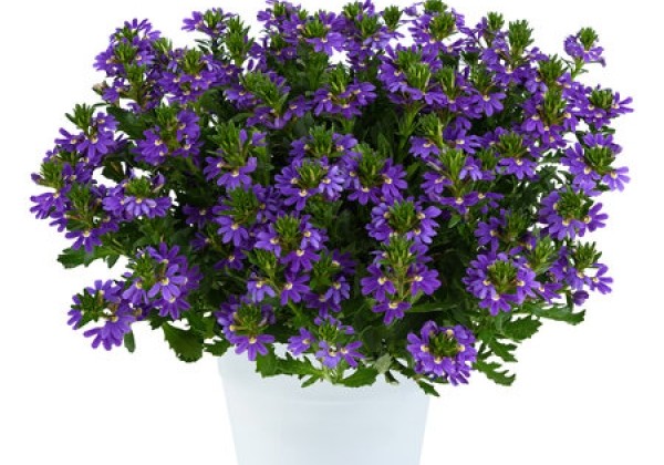 Scaevola aemula  Touch Indigo