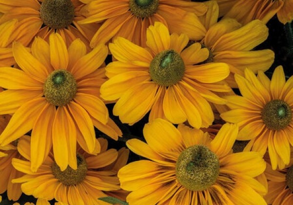 Rudbeckia hirta  Amarillo Gold