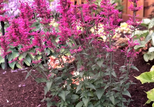 Agastache aurantiace Morello