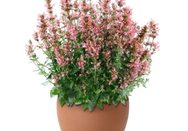 Agastache aurantiace Sunny Sparks Coral