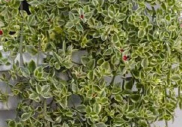 Aptenia Panavera Desert's Green