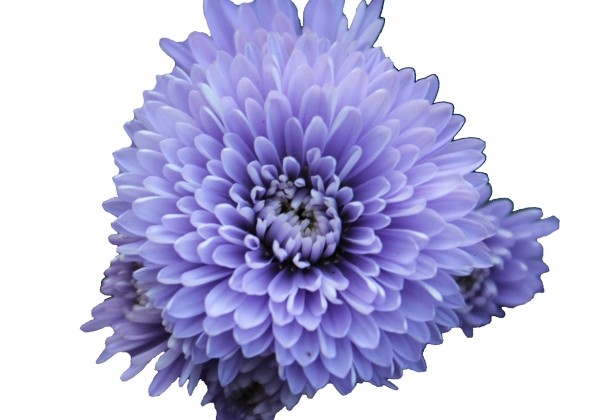 Aster novi-belgii  Mystery Lady Andrea