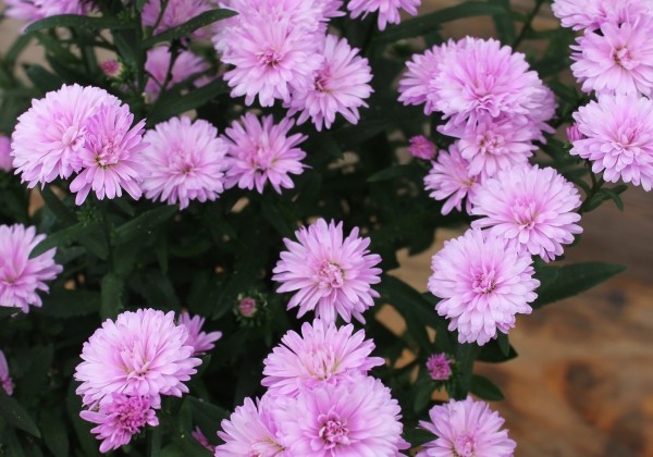 Aster novi-belgii  Mystery Lady Debra