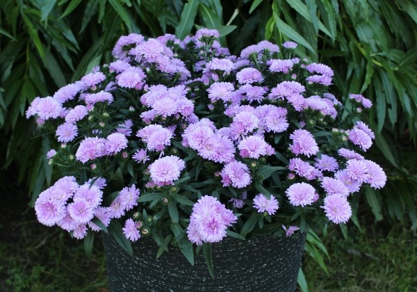 Aster novi-belgii  Mystery Lady Debra