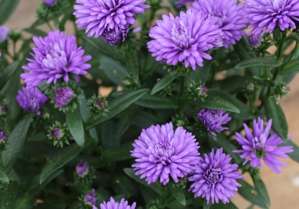 Aster novi-belgii Mystery Lady Eva