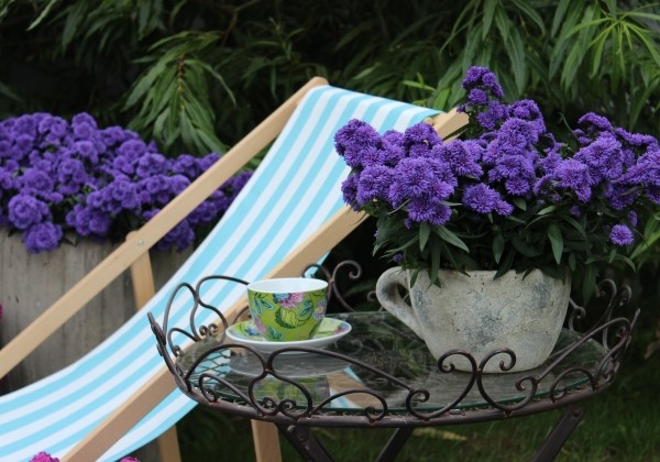 Aster novi-belgii Mystery Lady Nicole