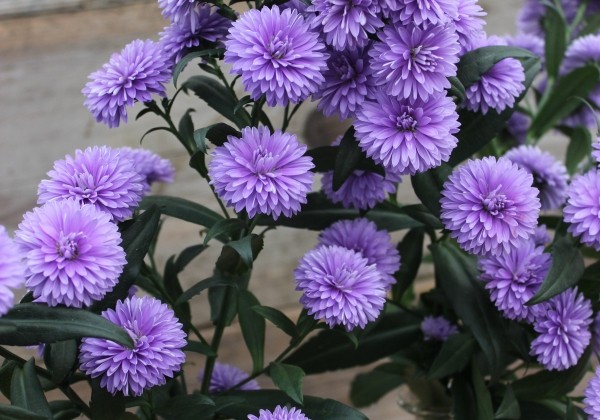 Aster novi-belgii Mystery Lady Kate