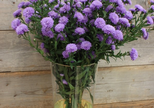 Aster novi-belgii Mystery Lady Kate