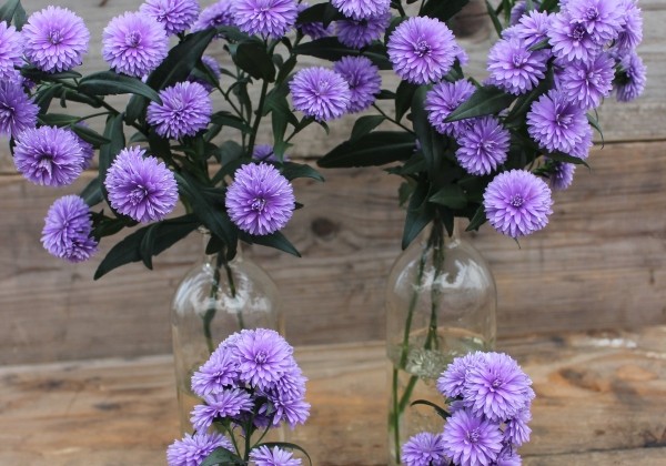 Aster novi-belgii Mystery Lady Kate