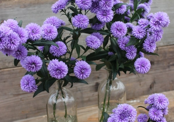 Aster novi-belgii Mystery Lady Kate