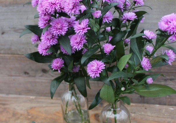 Aster novi-belgii Mystery Lady Nils Norman