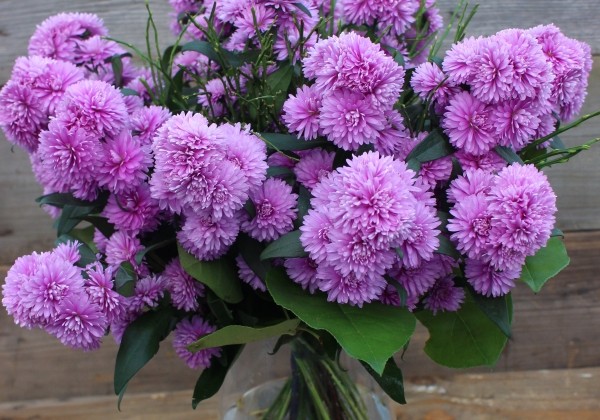 Aster novi-belgii Mystery Lady Nils Norman