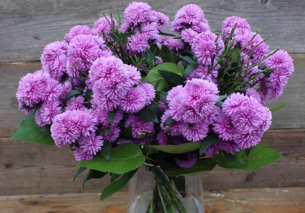 Aster novi-belgii Mystery Lady Nils Norman