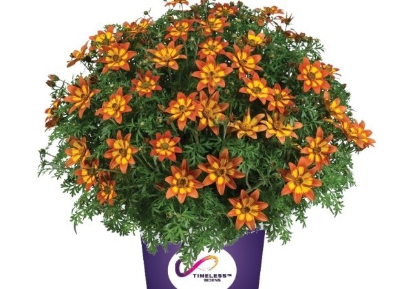 Bidens ferulifolia Blazing Embers