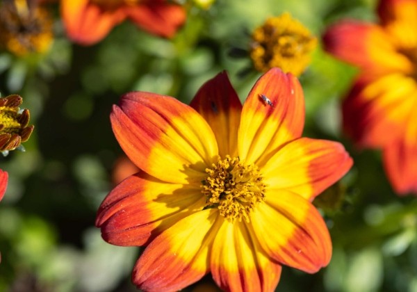Bidens ferulifolia Blazing Flames