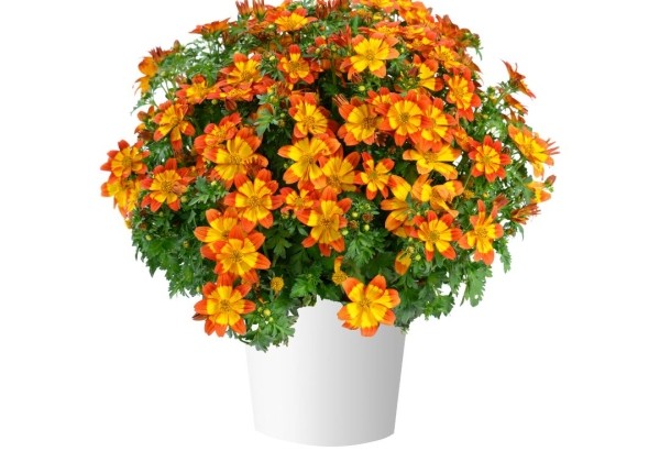 Bidens ferulifolia Blazing Flames