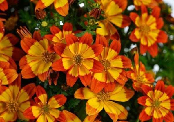 Bidens ferulifolia Blazing Flames