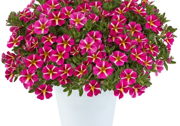 Calibrachoa hybrida Colibri Pink Bling (12 cm)