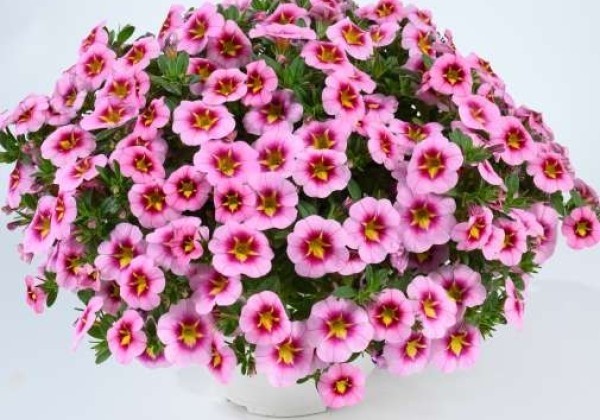 Calibrachoa hybrida Lia Spark Pink (12 cm)