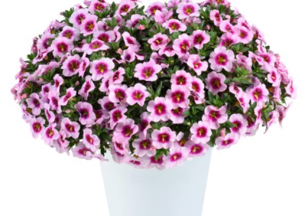Calibrachoa hybrida Lia Spark Pink (12 cm)