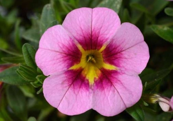 Calibrachoa hybrida Lia Spark Pink (12 cm)
