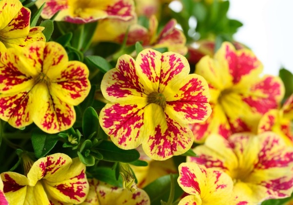 Calibrachoa hybrida Lia Abstract Lemon Cherry