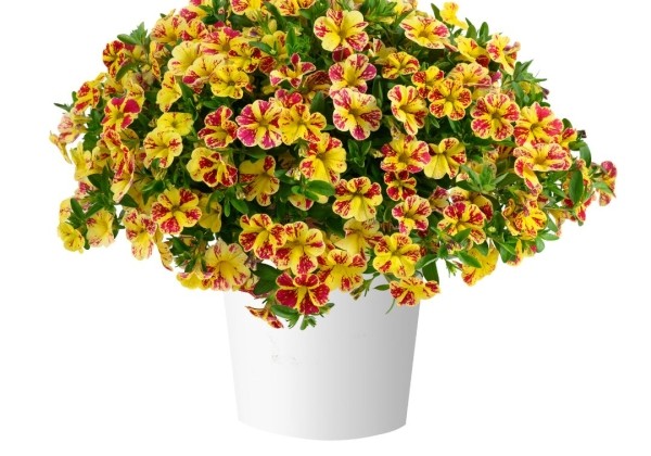 Calibrachoa hybrida Lia Abstract Lemon Cherry